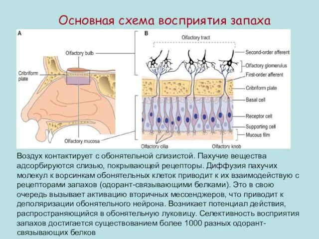 Воздух контактирует с обонятельной слизистой. Пахучие вещества адсорбируются слизью, покрывающей рецепторы. Диффузия