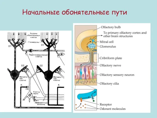 Начальные обонятельные пути