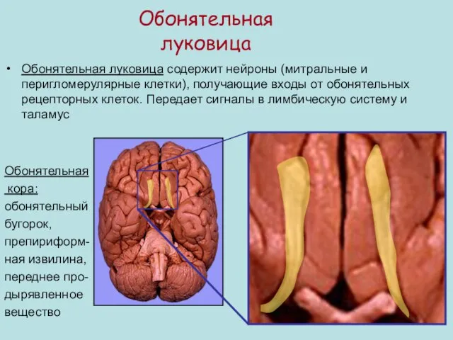 Обонятельная луковица Обонятельная луковица содержит нейроны (митральные и перигломерулярные клетки), получающие входы