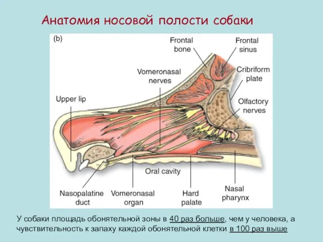 Анатомия носовой полости собаки У собаки площадь обонятельной зоны в 40 раз