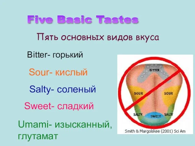 Salty- соленый Sweet- сладкий Sour- кислый Bitter- горький Пять основных видов вкуса