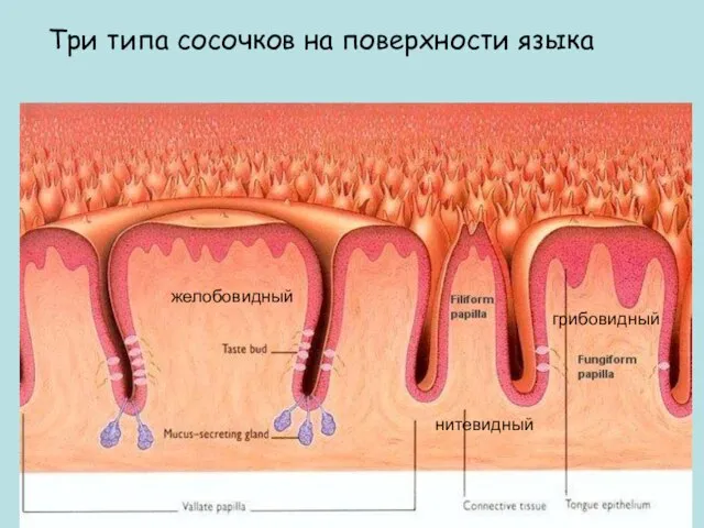 Три типа сосочков на поверхности языка желобовидный грибовидный нитевидный