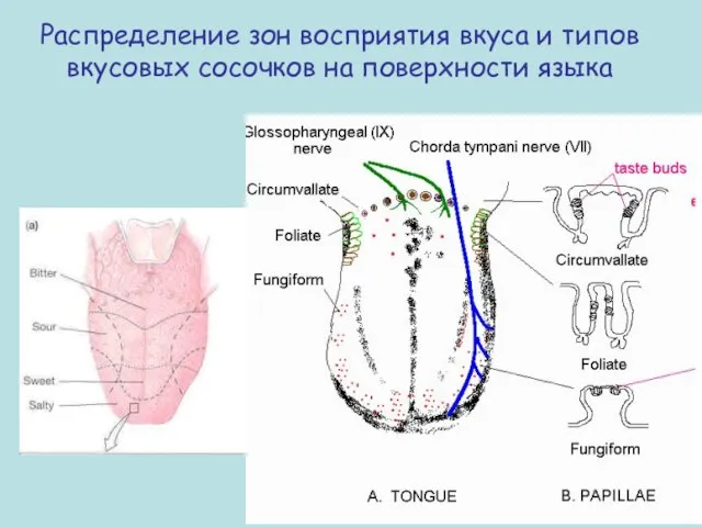 Распределение зон восприятия вкуса и типов вкусовых сосочков на поверхности языка