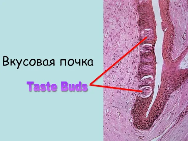 Taste Buds Вкусовая почка