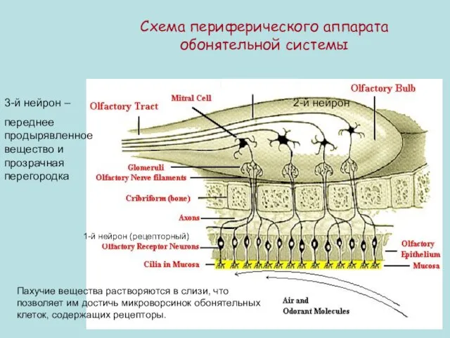 Схема периферического аппарата обонятельной системы 1-й нейрон (рецепторный) 2-й нейрон 3-й нейрон