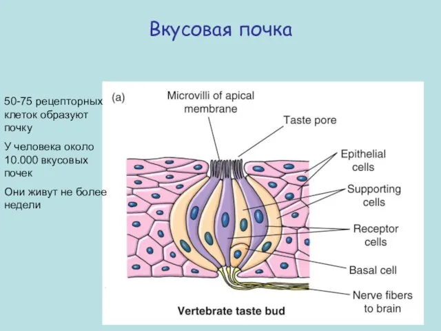 Вкусовая почка 50-75 рецепторных клеток образуют почку У человека около 10.000 вкусовых