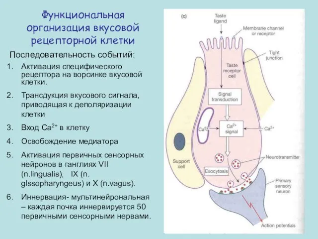 Функциональная организация вкусовой рецепторной клетки Последовательность событий: Активация специфического рецептора на ворсинке