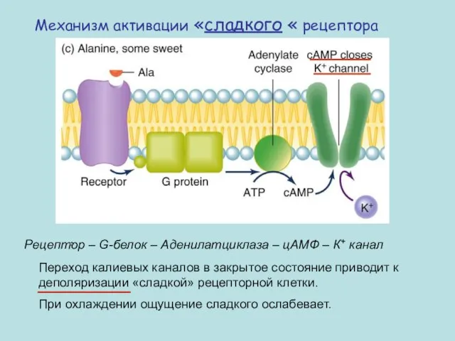 Механизм активации «сладкого « рецептора Переход калиевых каналов в закрытое состояние приводит