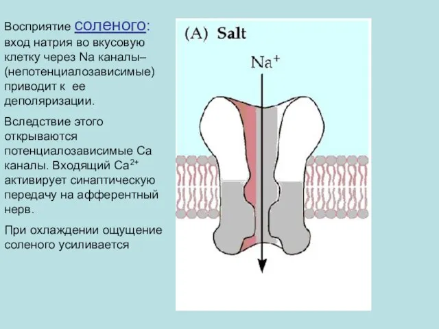 Восприятие соленого: вход натрия во вкусовую клетку через Na каналы– (непотенциалозависимые) приводит