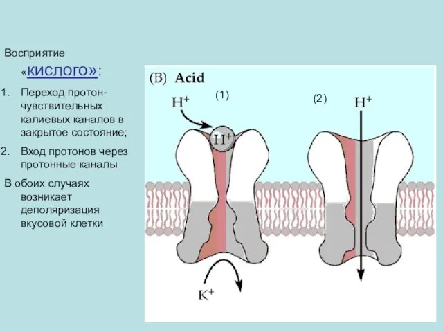 Восприятие «кислого»: Переход протон-чувствительных калиевых каналов в закрытое состояние; Вход протонов через