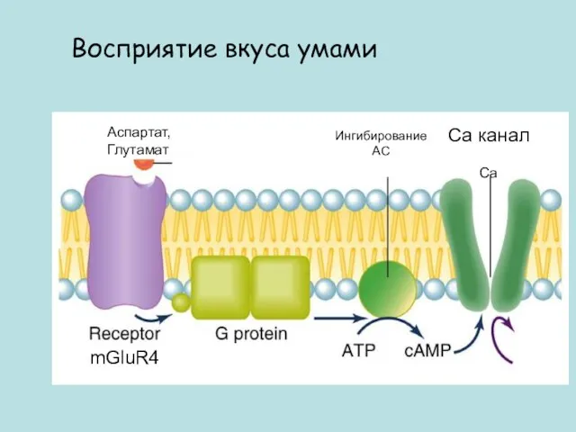 mGluR4 Аспартат, Глутамат Восприятие вкуса умами Са канал Са Ингибирование АС