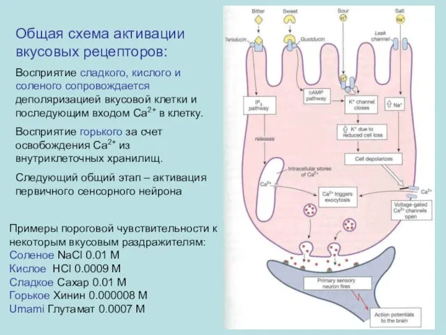 Общая схема активации вкусовых рецепторов: Восприятие сладкого, кислого и соленого сопровождается деполяризацией