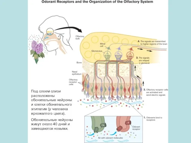 Под слоем слизи расположены обонятельные нейроны и клетки обонятельного эпителия (у человека