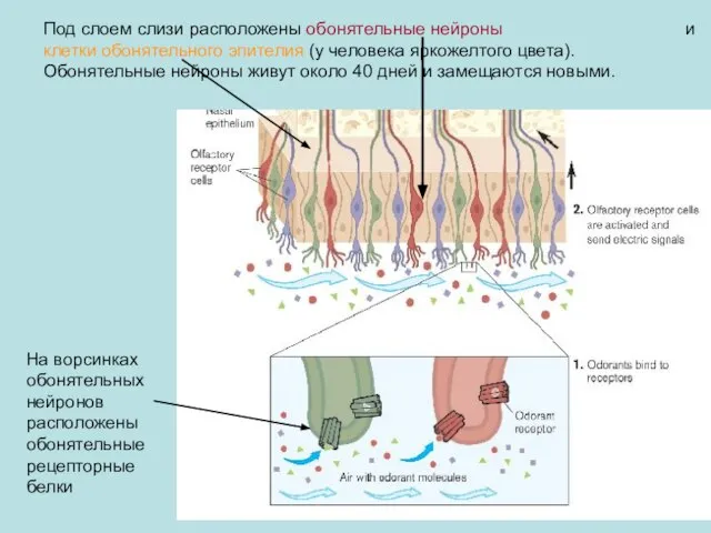 Под слоем слизи расположены обонятельные нейроны и клетки обонятельного эпителия (у человека