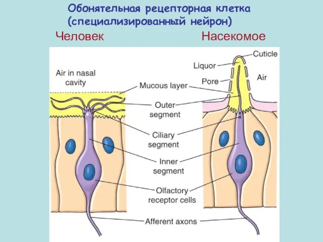 Обонятельная рецепторная клетка (специализированный нейрон) Человек Насекомое