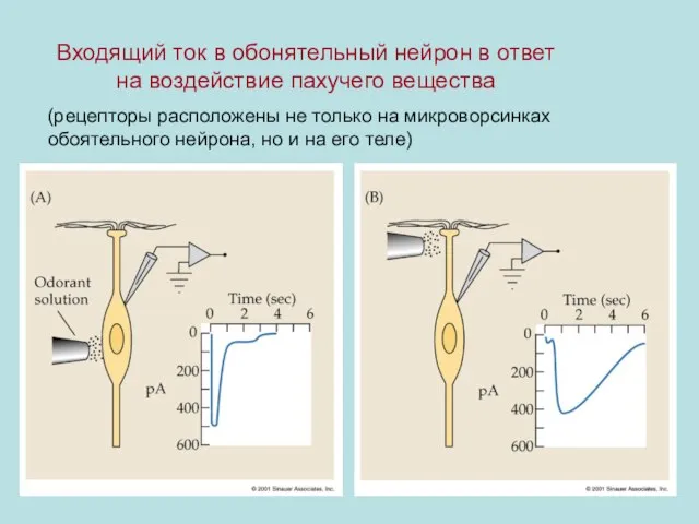 Входящий ток в обонятельный нейрон в ответ на воздействие пахучего вещества (рецепторы