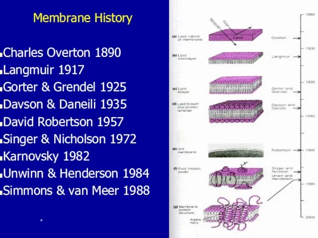 Membrane History Charles Overton 1890 Langmuir 1917 Gorter & Grendel 1925 Davson