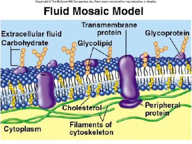 * Pork Chop Willie cell membrane structure