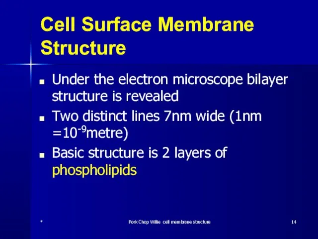 Cell Surface Membrane Structure Under the electron microscope bilayer structure is revealed