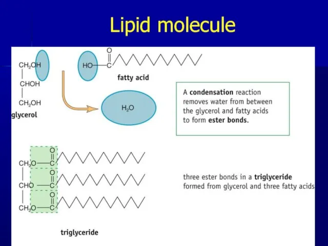 Lipid molecule * Pork Chop Willie cell membrane structure