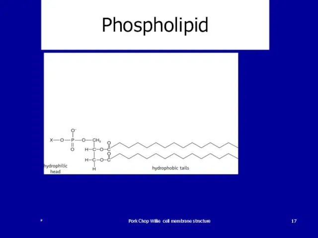 Phospholipid * Pork Chop Willie cell membrane structure