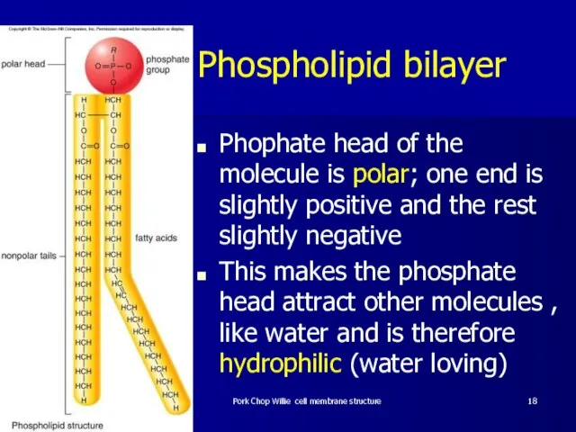 Phospholipid bilayer Phophate head of the molecule is polar; one end is