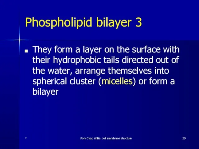 Phospholipid bilayer 3 They form a layer on the surface with their