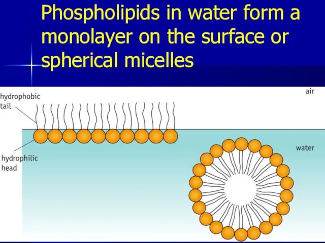 Phospholipids in water form a monolayer on the surface or spherical micelles