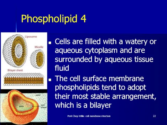 Phospholipid 4 Cells are filled with a watery or aqueous cytoplasm and