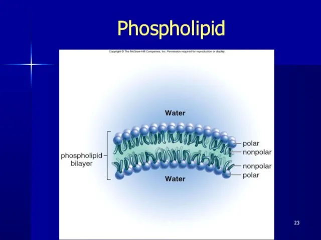 Phospholipid Pork Chop Willie cell membrane structure