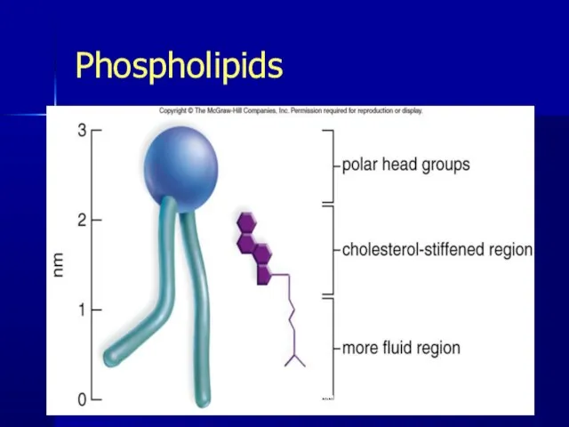 Phospholipids * Pork Chop Willie cell membrane structure