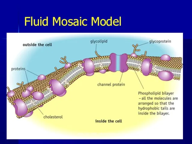 Fluid Mosaic Model * Pork Chop Willie cell membrane structure