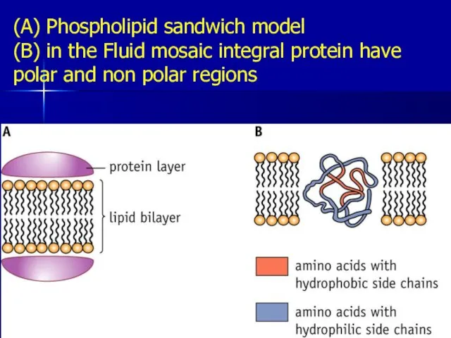 (A) Phospholipid sandwich model (B) in the Fluid mosaic integral protein have