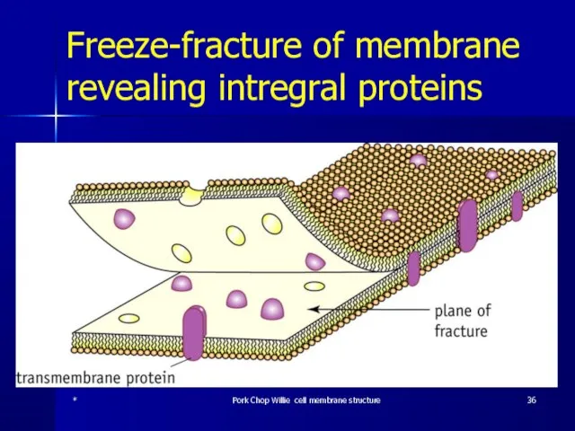 Freeze-fracture of membrane revealing intregral proteins * Pork Chop Willie cell membrane structure