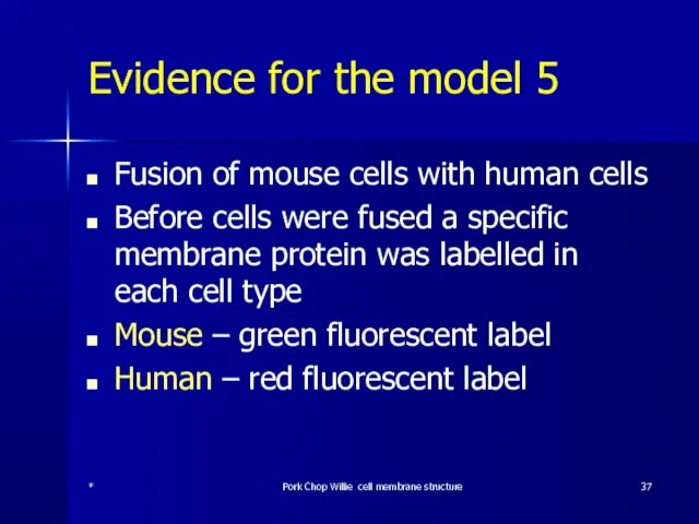 Evidence for the model 5 Fusion of mouse cells with human cells