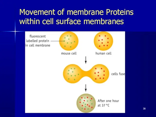 Movement of membrane Proteins within cell surface membranes Pork Chop Willie cell membrane structure