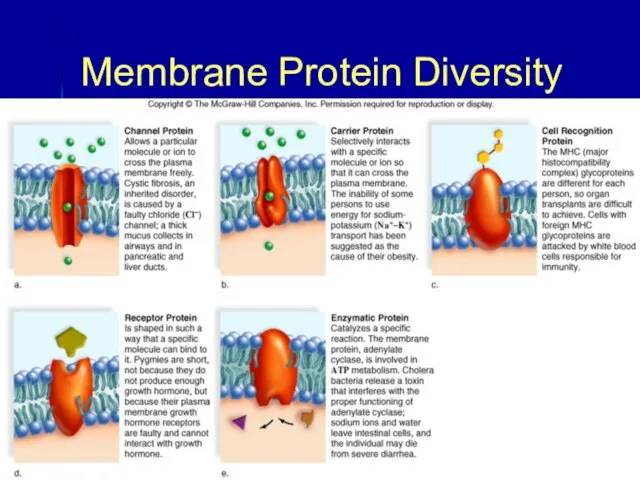 Membrane Protein Diversity