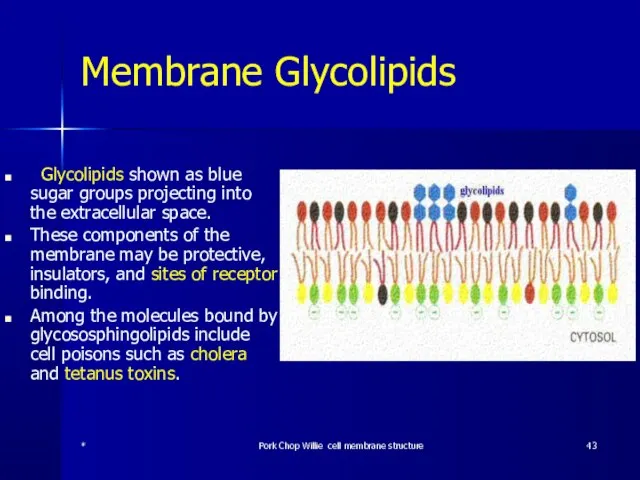 Membrane Glycolipids Glycolipids shown as blue sugar groups projecting into the extracellular