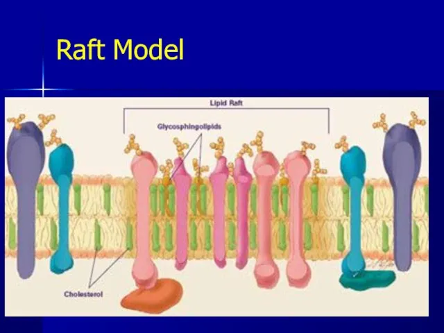 Raft Model * Pork Chop Willie cell membrane structure