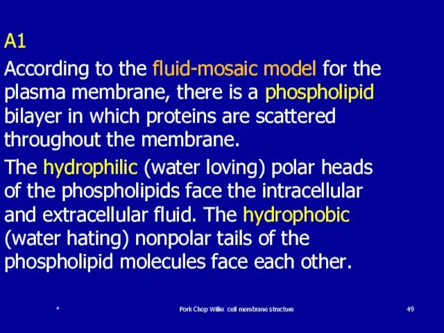 * Pork Chop Willie cell membrane structure A1 According to the fluid-mosaic