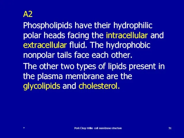 A2 Phospholipids have their hydrophilic polar heads facing the intracellular and extracellular