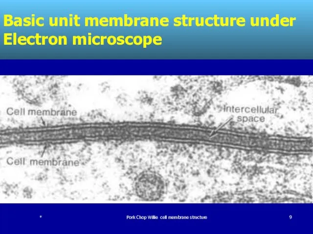 Basic unit membrane structure under Electron microscope * Pork Chop Willie cell membrane structure