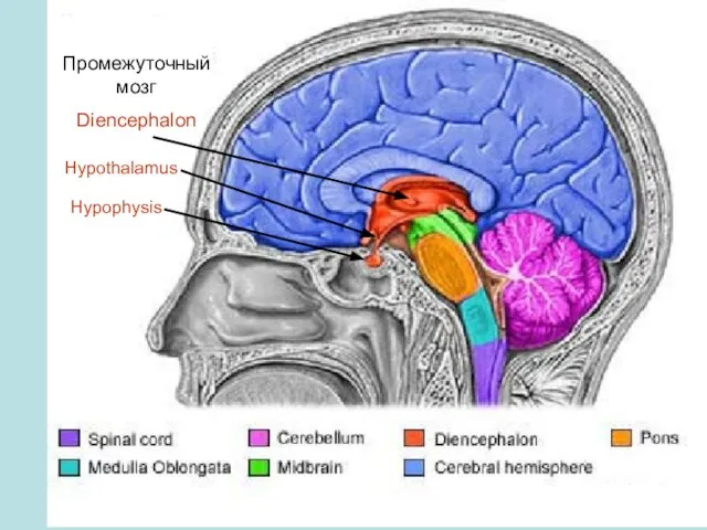 Промежуточный мозг Diencephalon Hypothalamus Hypophysis