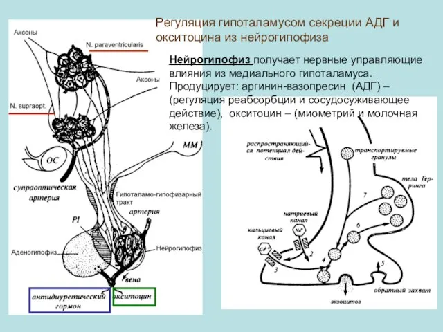 Регуляция гипоталамусом секреции АДГ и окситоцина из нейрогипофиза Нейрогипофиз получает нервные управляющие