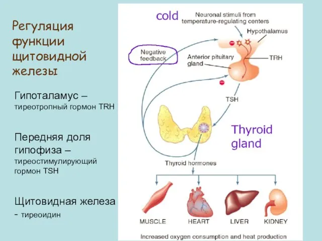 Регуляция функции щитовидной железы Гипоталамус –тиреотропный гормон TRH Передняя доля гипофиза –