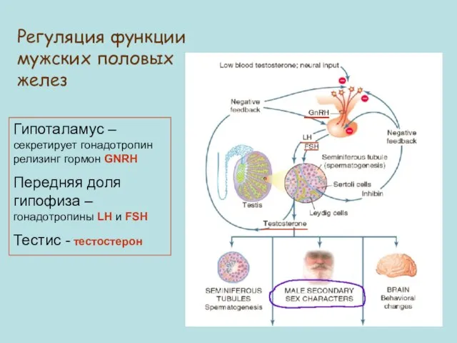Регуляция функции мужских половых желез Гипоталамус – секретирует гонадотропин релизинг гормон GNRH