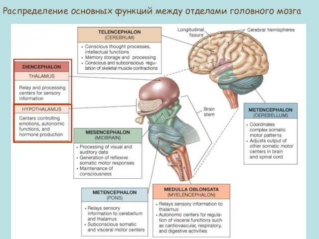 Распределение основных функций между отделами головного мозга