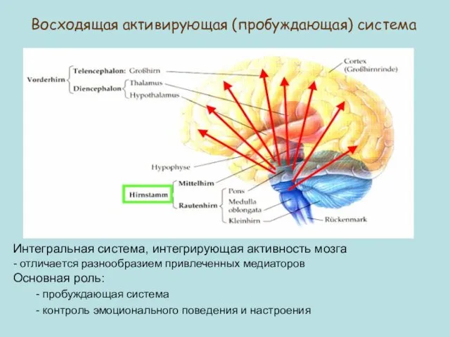 Восходящая активирующая (пробуждающая) система Интегральная система, интегрирующая активность мозга - отличается разнообразием