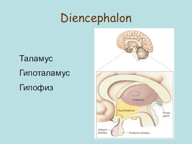 Diencephalon Таламус Гипоталамус Гипофиз