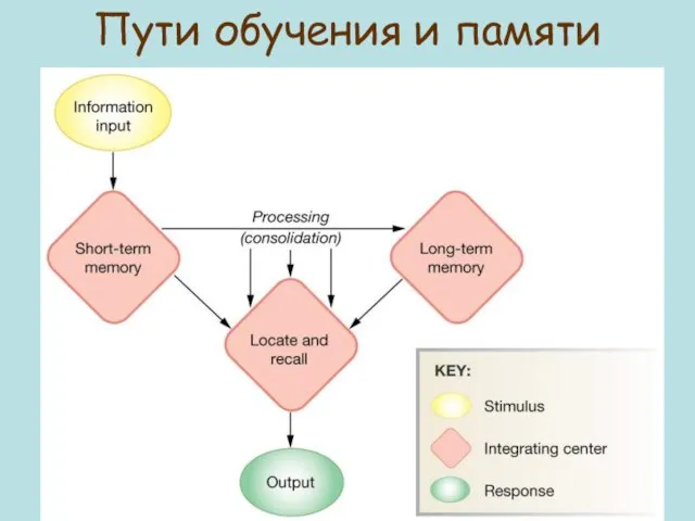 Пути обучения и памяти Figure 9-22: Memory processing